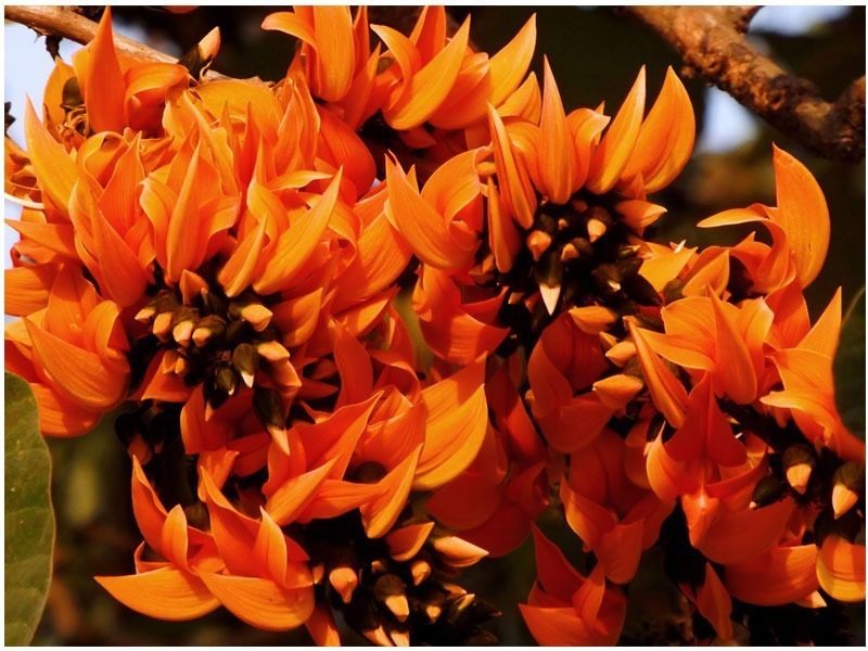 Palash flowers