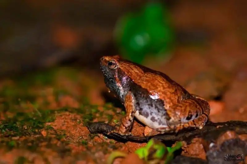 Frogs in India
