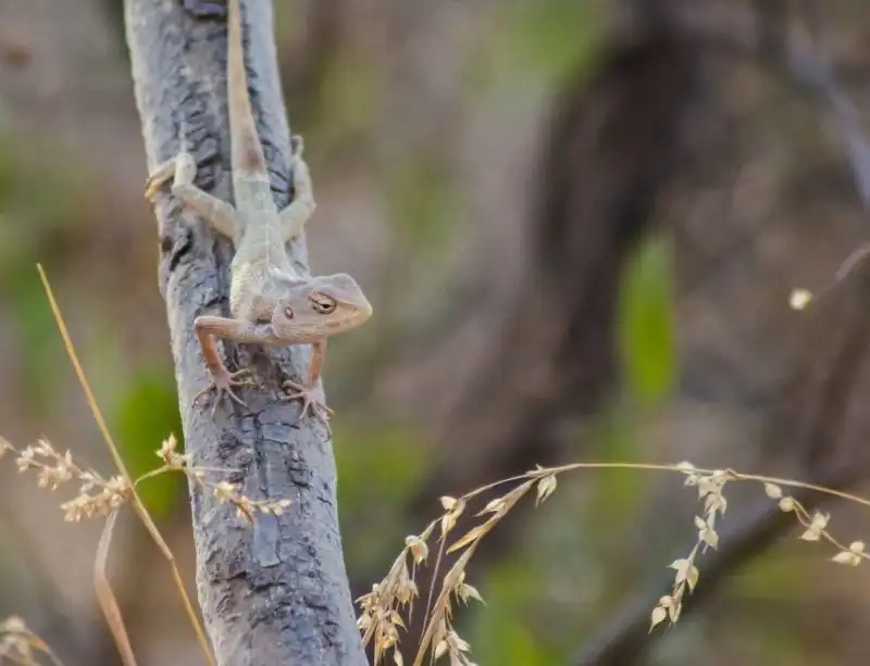 Detaching of body parts Lizard