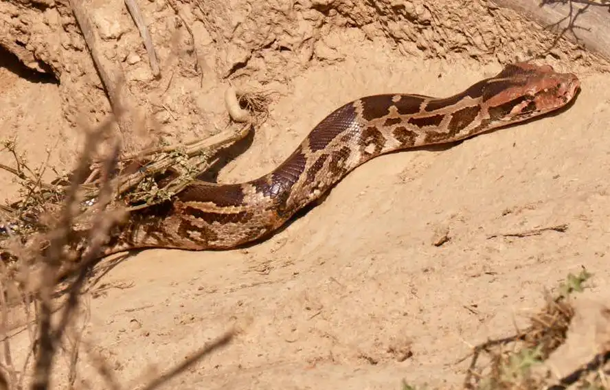 Gaseous secretions Python