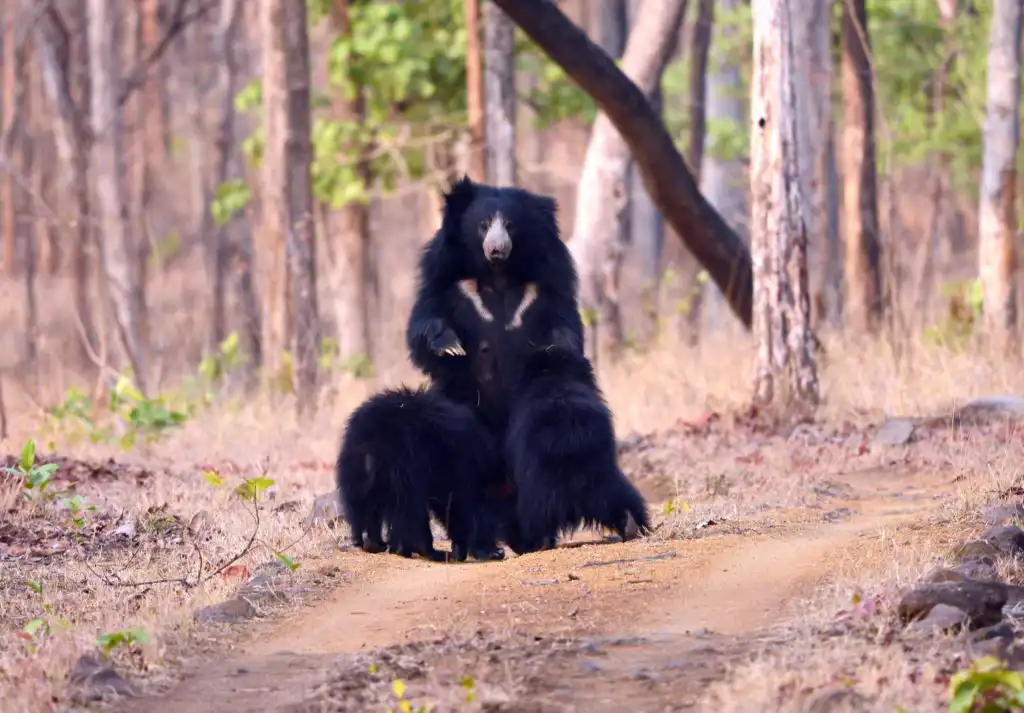 Size of Sloth Bear