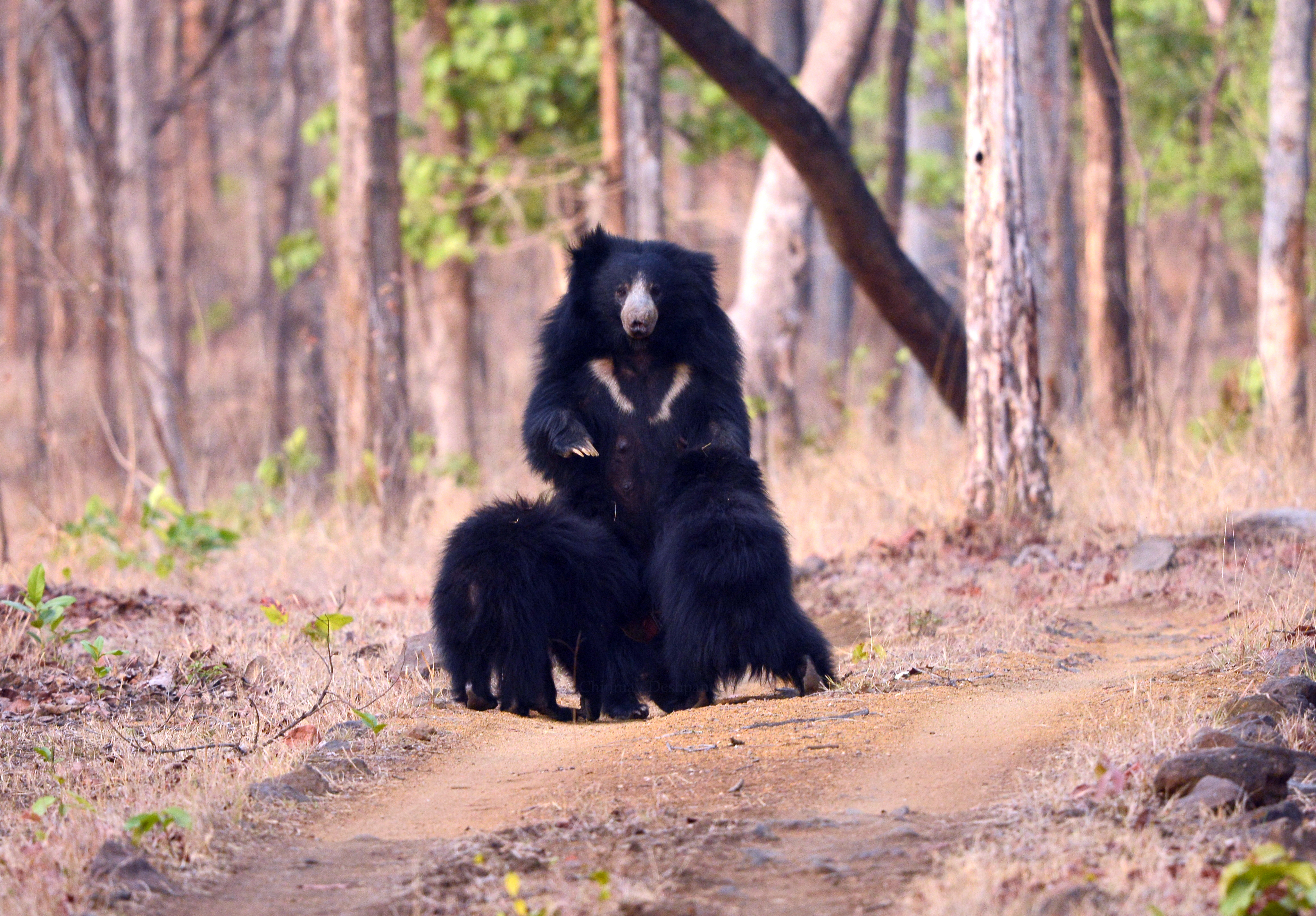 aldi sloth bear