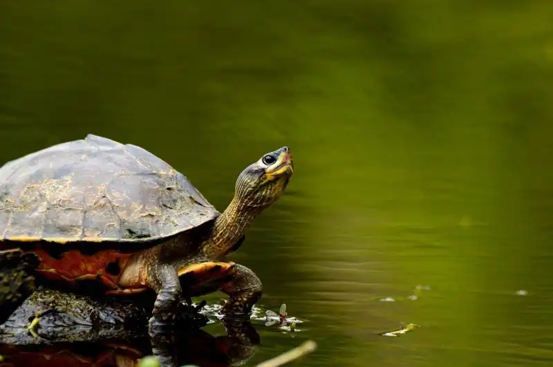 Shield as Defence Turtle