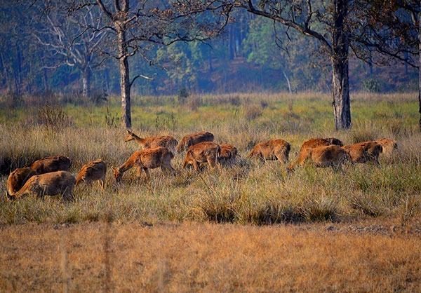 Herd of deer