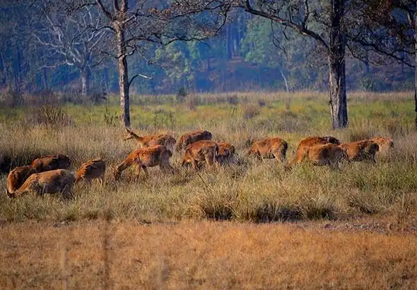 Majority Herd of deer