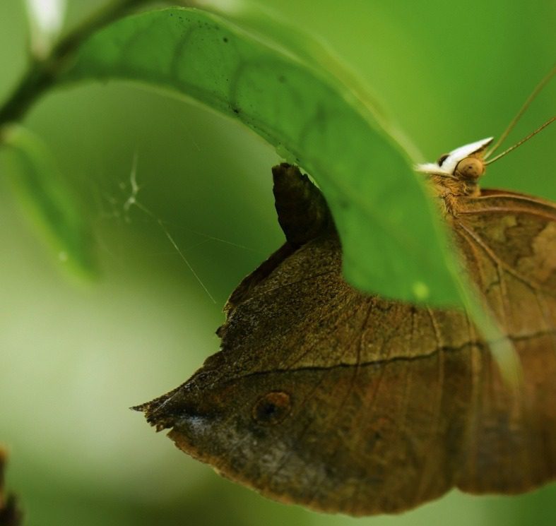 Oak leaf butterfly