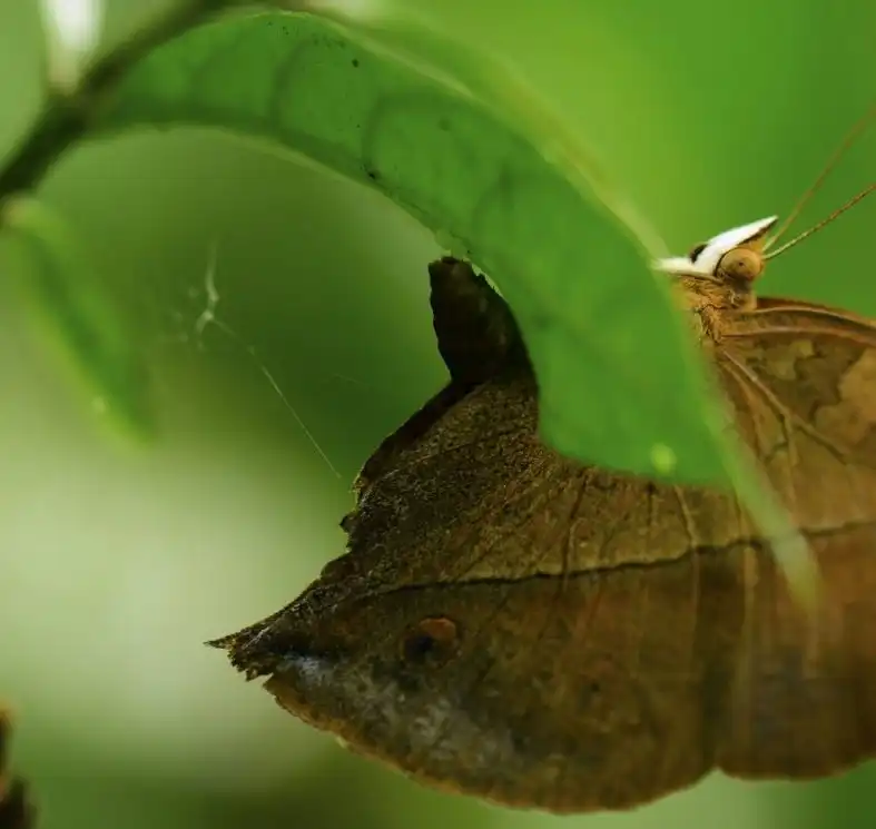 Shape Oak leaf butterfly