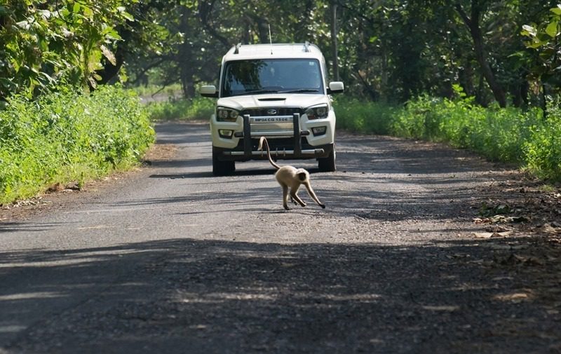 Say No to Honking or Speeding in the jungle trails