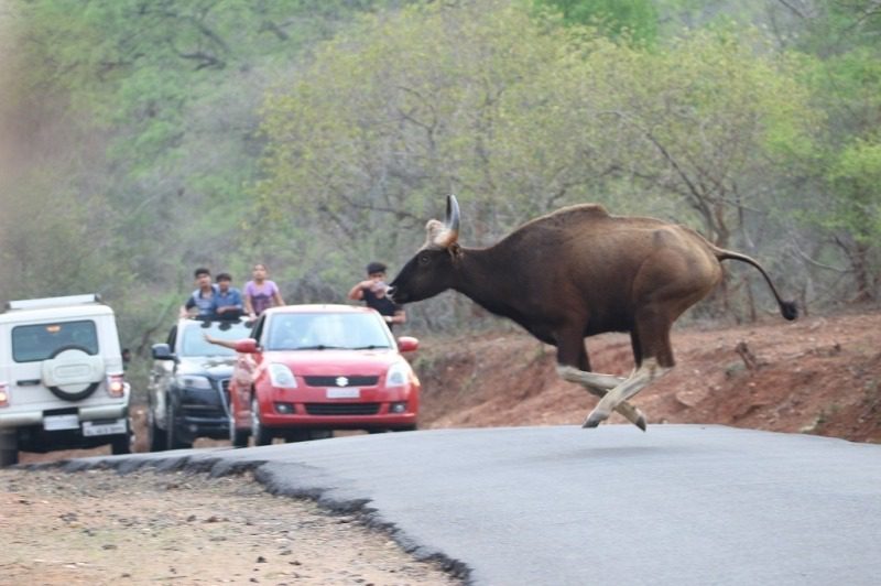 Say No to Honking or Speeding in the jungle trails