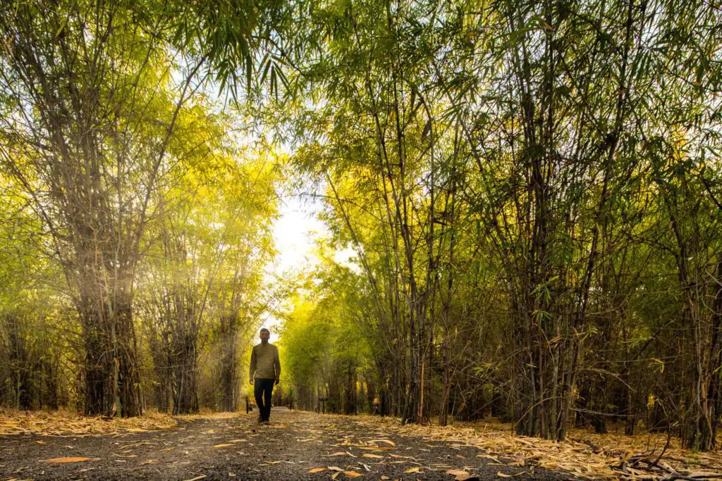 Forest Bathing in India
