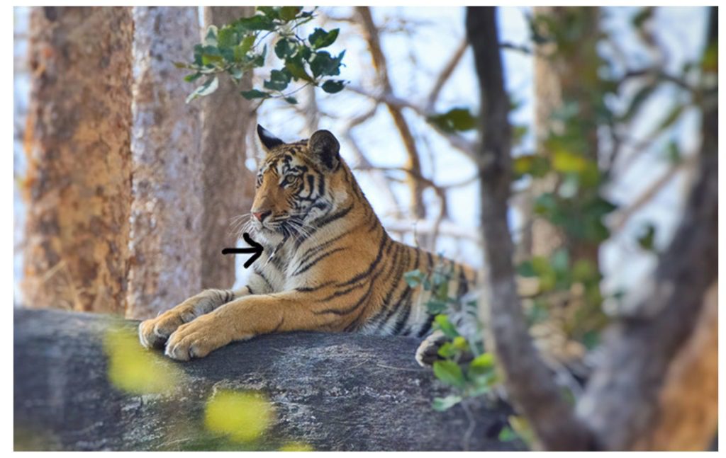 pugdundee safaris tiger with porcupine quill