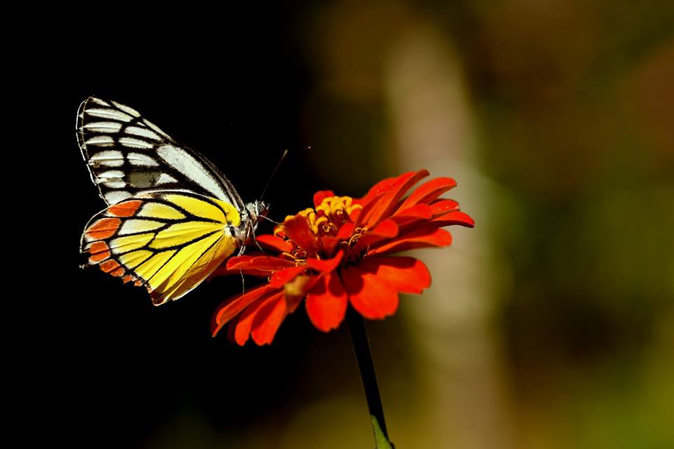 butterfly