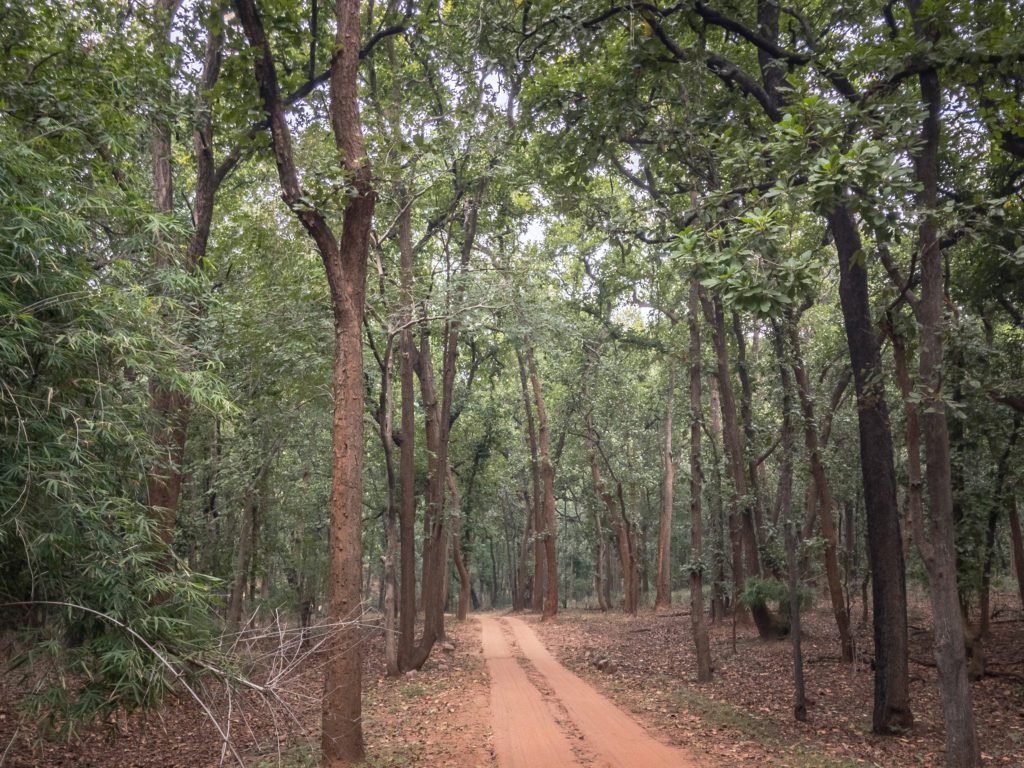 jungle pathway