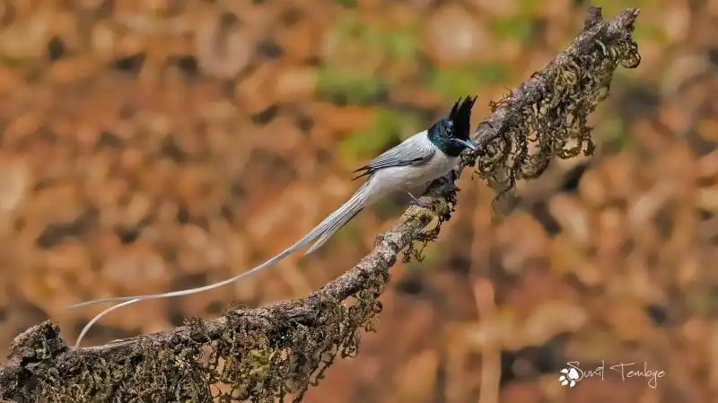 Indian Paradise Fly Catcher- Star Birds
