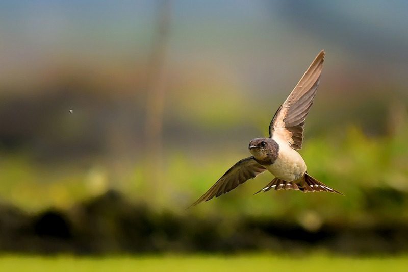 Bird Watching at Bandhavgarh