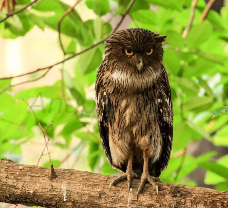 Brown Fish Owl- Star Birds