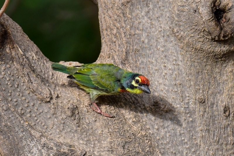 Coppersmith Barbet- Star Birds