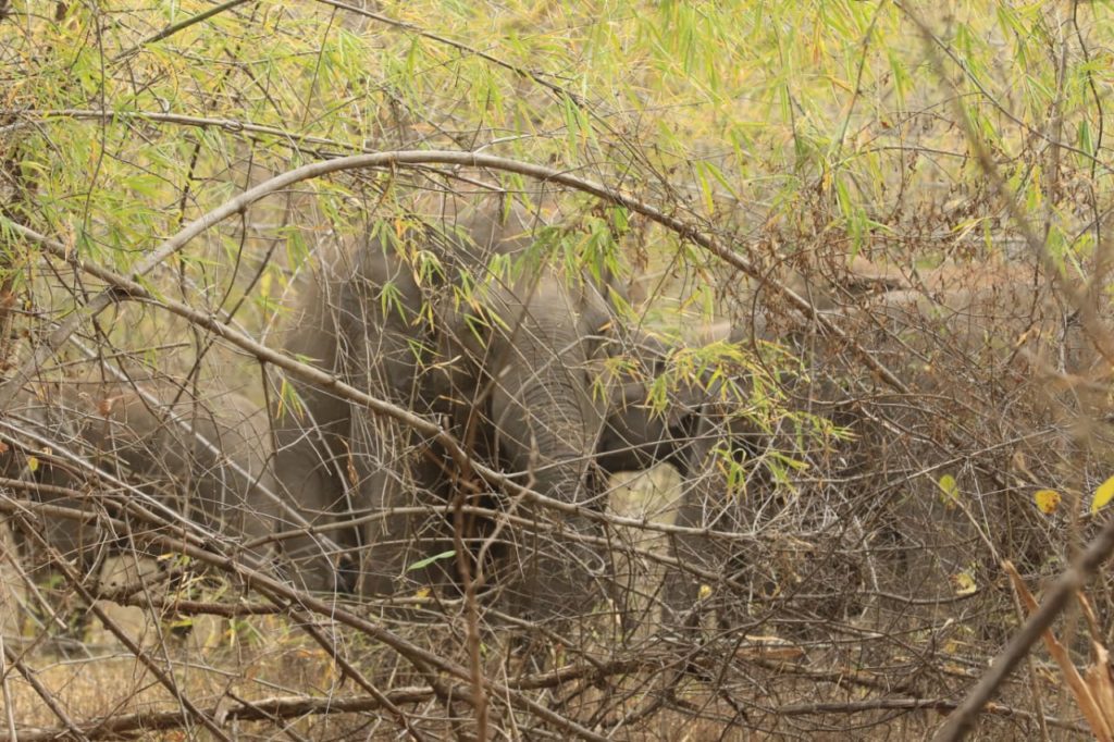 Migrant Elephants in Bandhavgarh