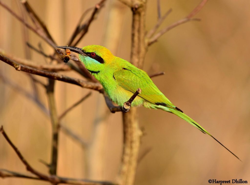 Green Bee Eater- Star Birds