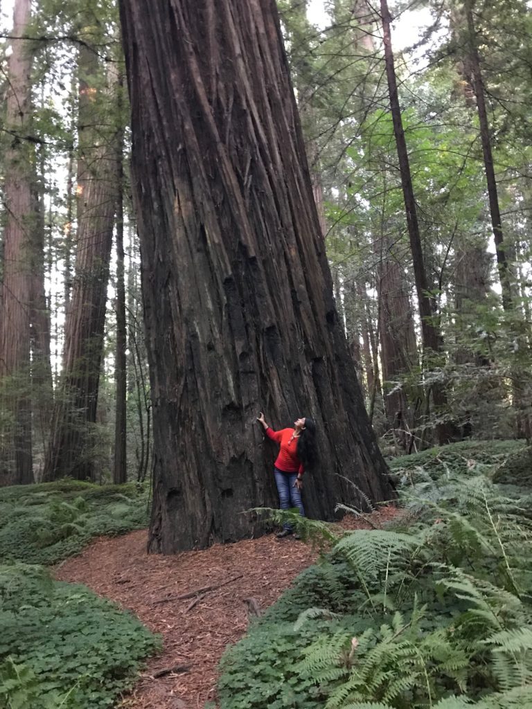 Forest Bathing 