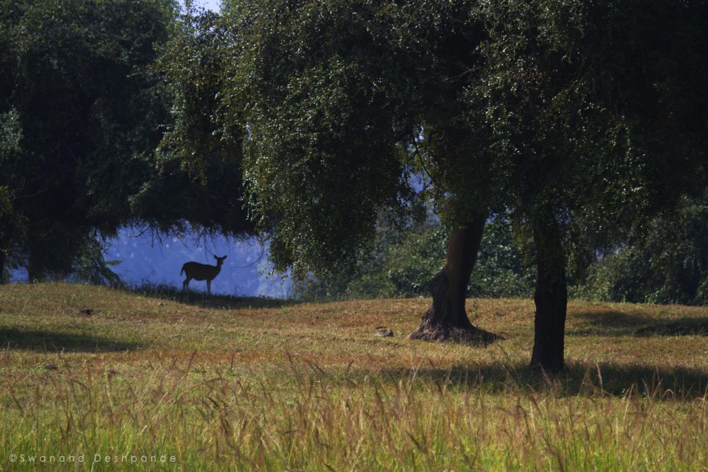 bandhavgarh national park