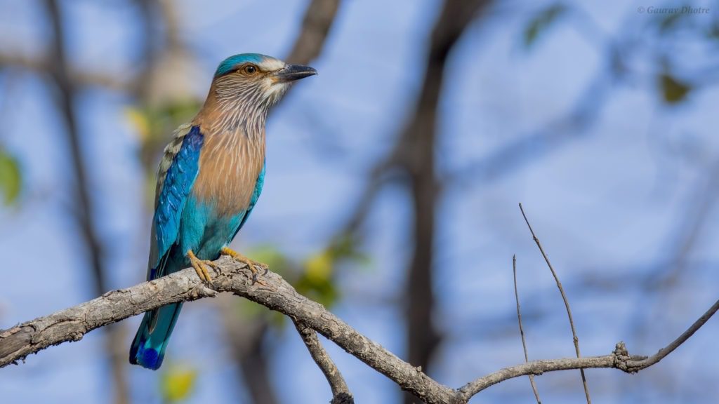 Indian Roller-Star Birds