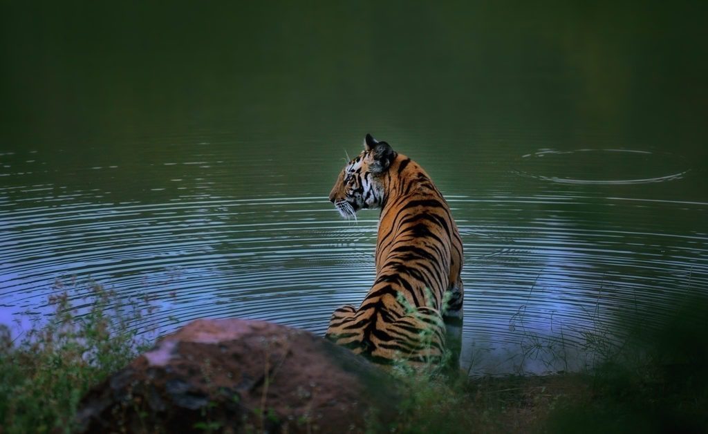 Tigers are solitary mammals