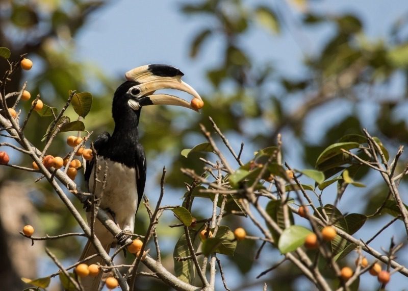 Malabar Pied Hornbill- Star Birds