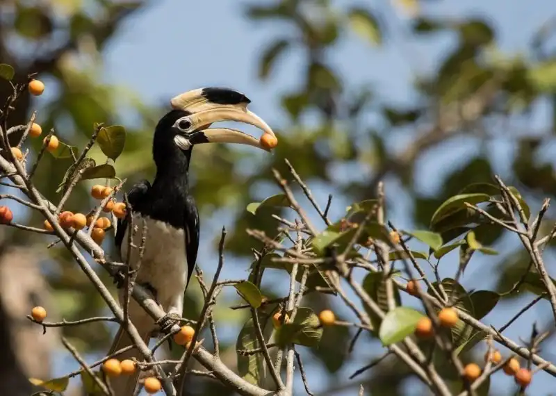Malabar Pied Hornbill- Star Birds