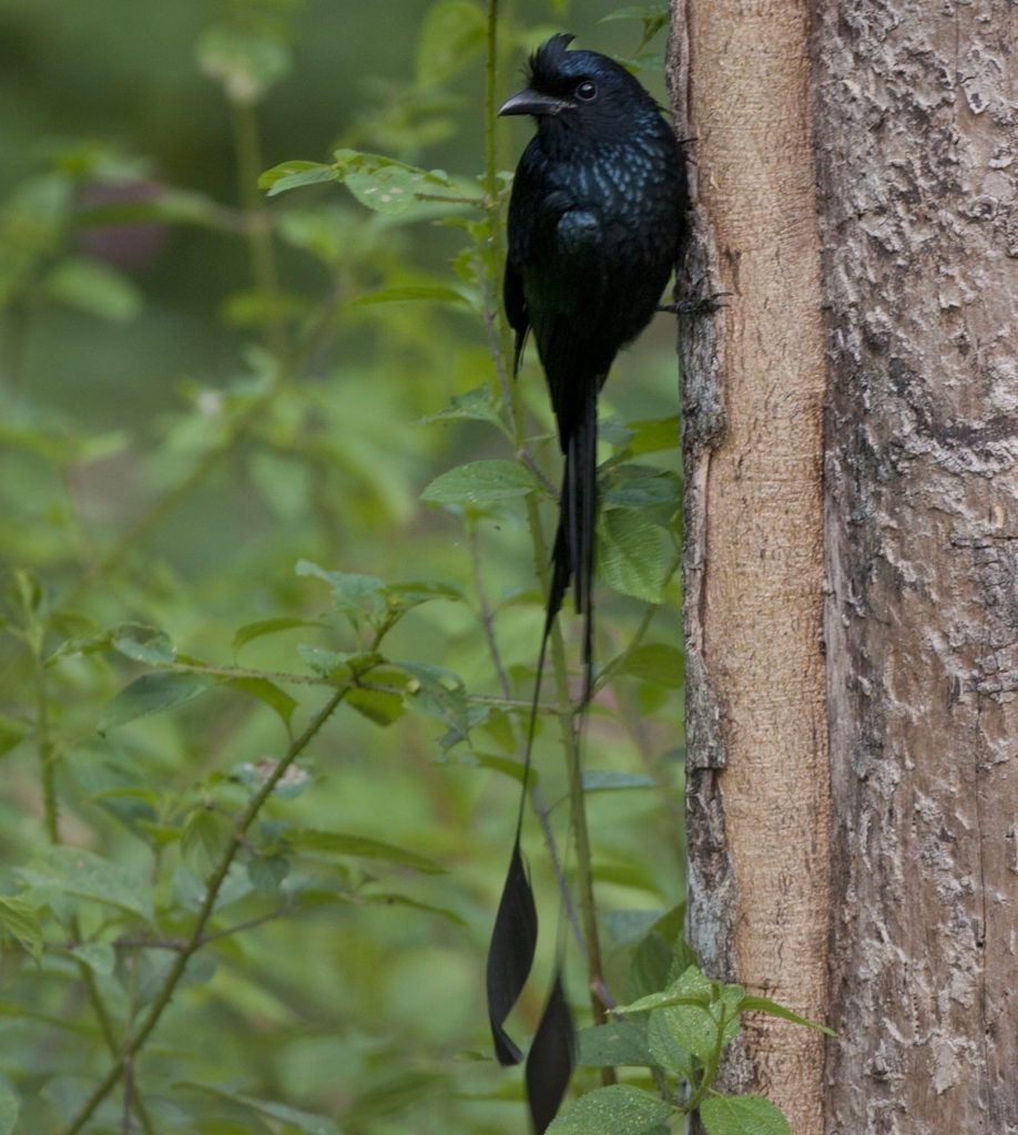 Racket Tailed Drongo- Star Birds