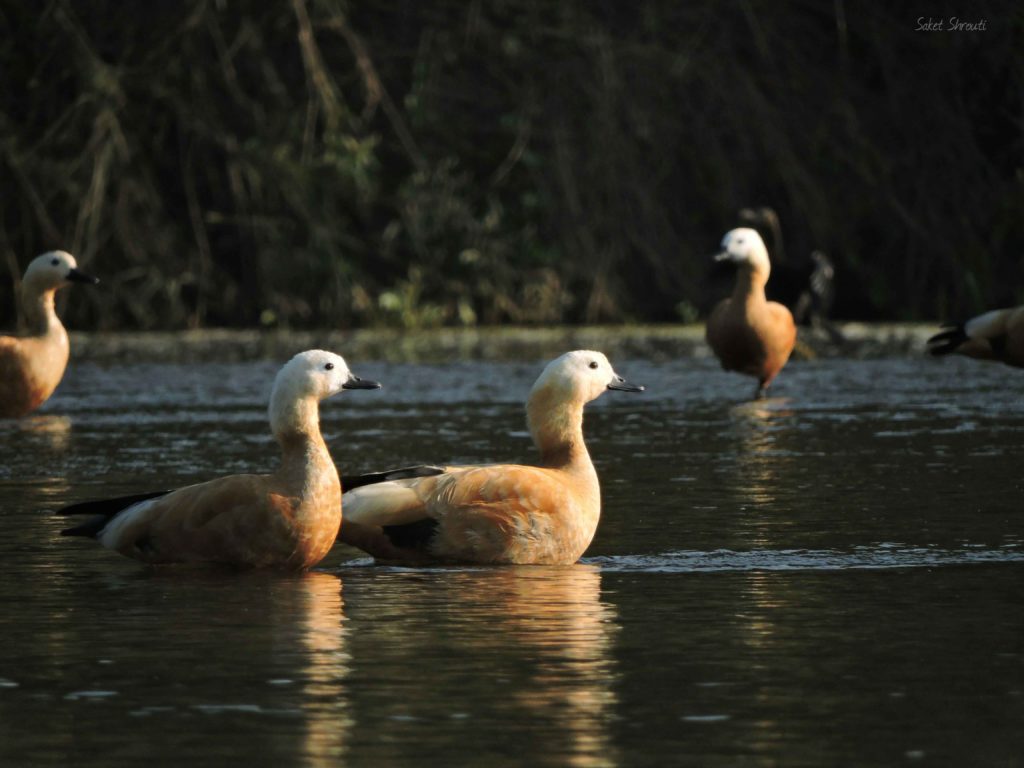 Rudy Shelduck- Star Birds