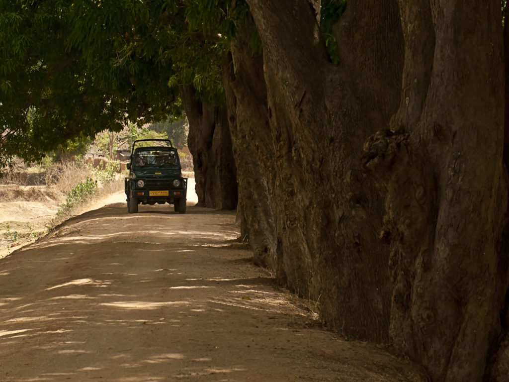 Jeep Safari in Bandhavgarh