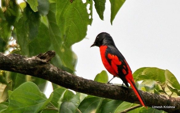 Scarlet Minivet- Star Birds