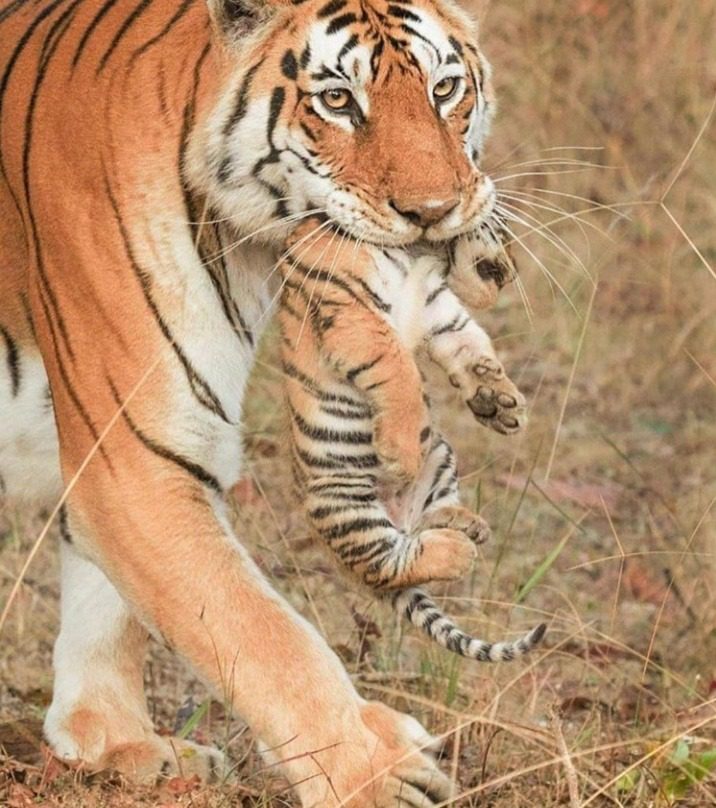 collarwali queen of pench