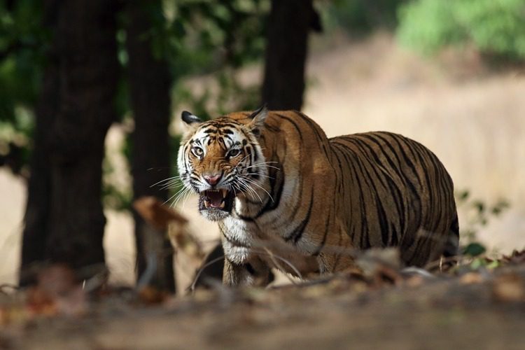 Tigers can make different sounds