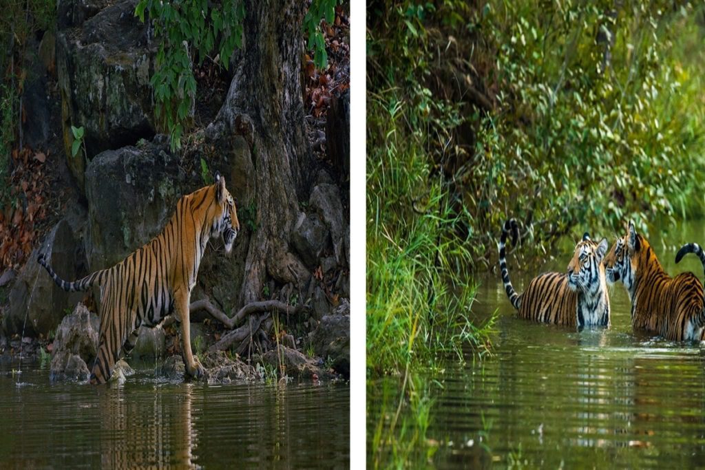 Tigers in water