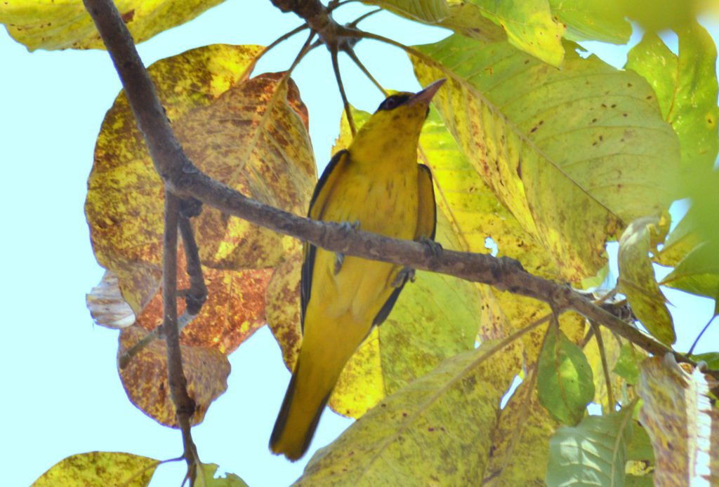 Golden Oriole-Star Birds