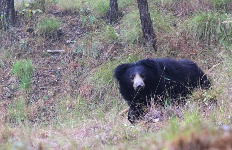 sloth bear