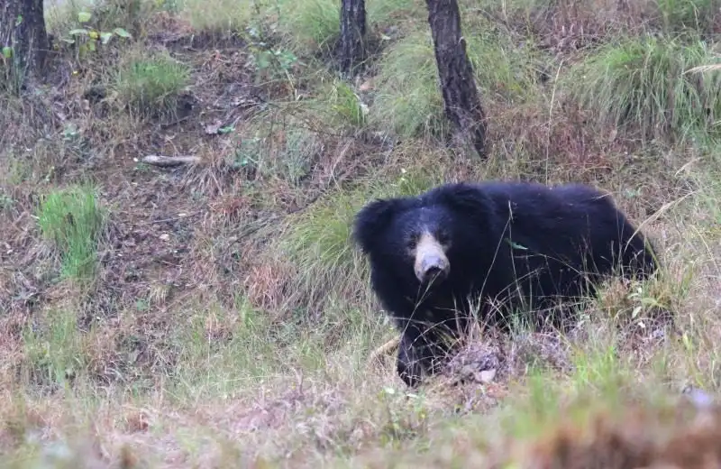 sloth bear
