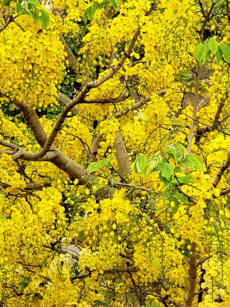 Amaltas Tree | Indian Laburnum Tree | Golden Shower Tree