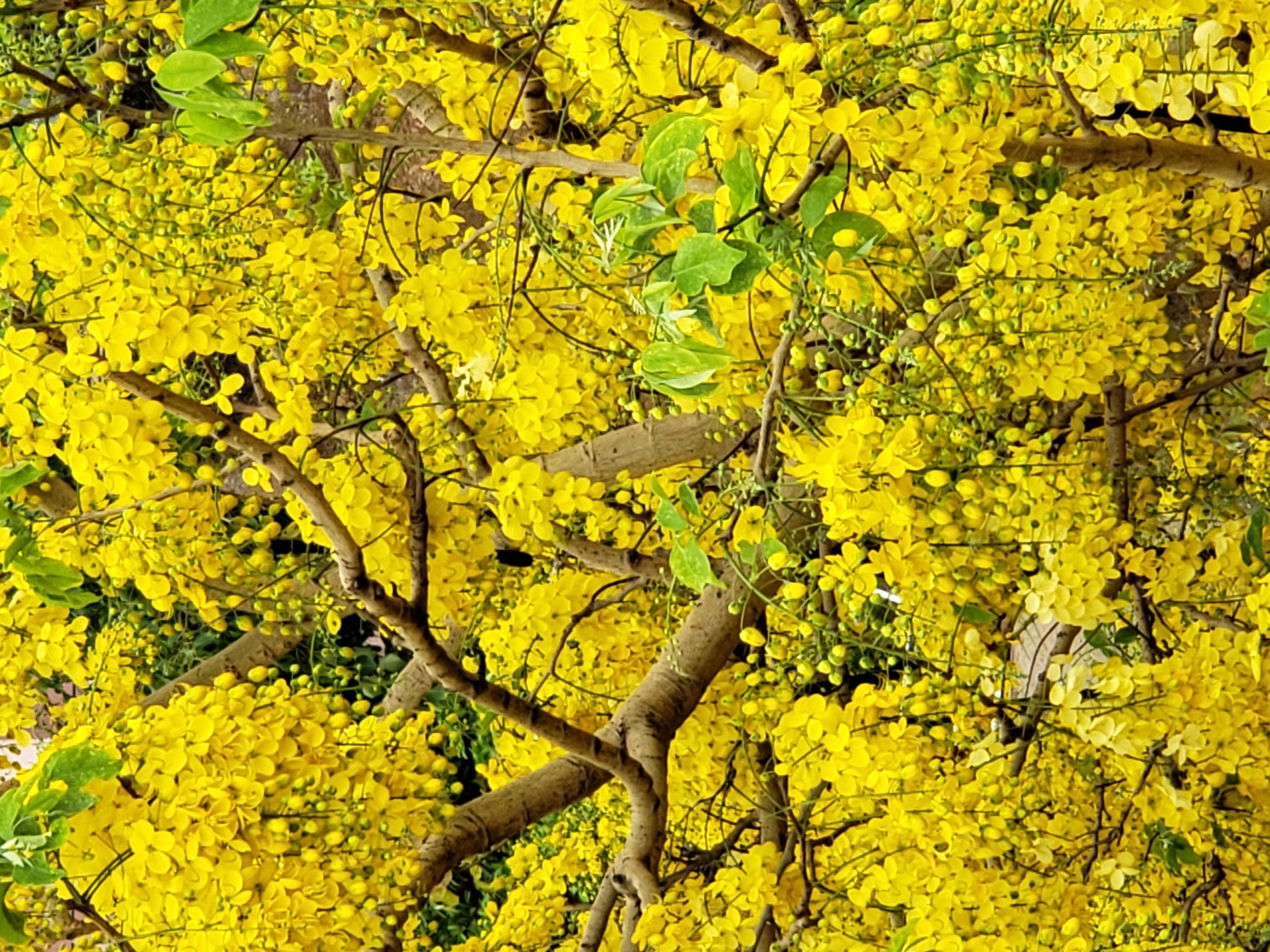 Amaltas Tree   Indian Laburnum Tree   Golden Shower Tree