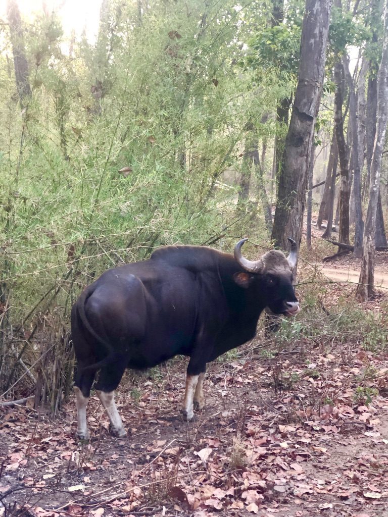 pugdundee-safaris-travelogue-kanha-diaries-gaur