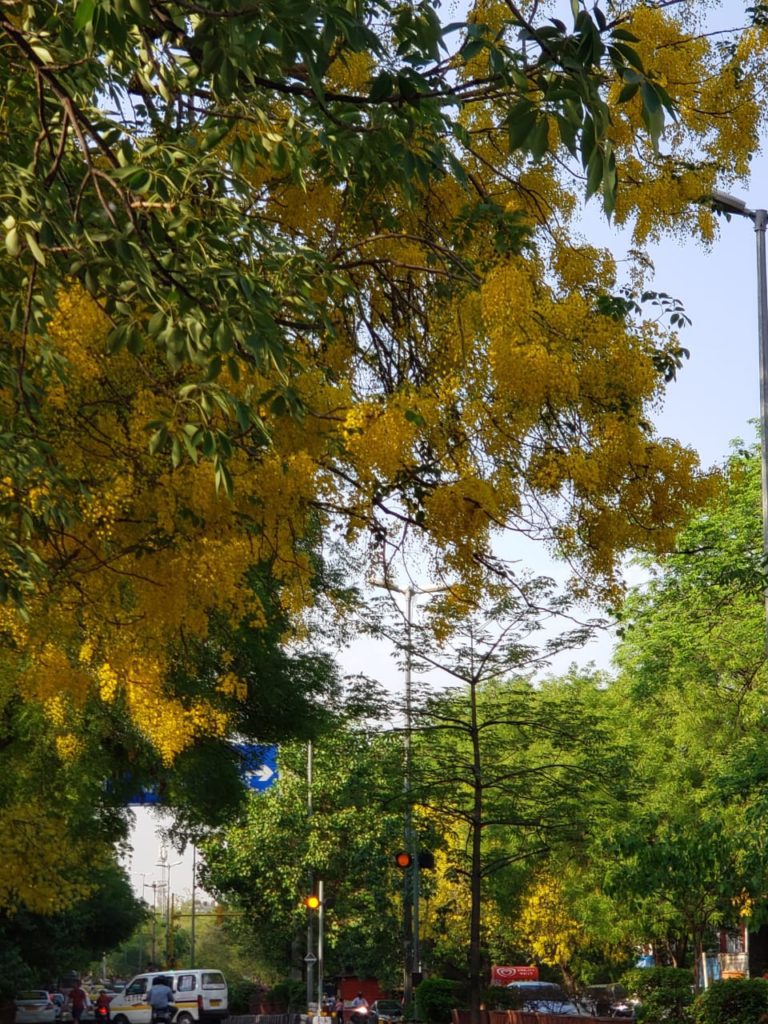 Amaltas Tree | Indian Laburnum Tree | Golden Shower Tree