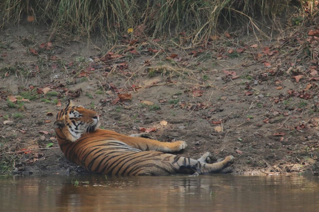 pugdundee-safaris-travelogue-kanha-diaries-tiger