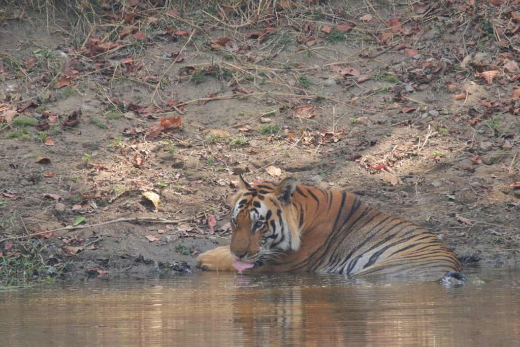 pugdundee-safaris-travelogue-kanha-diaries-tiger