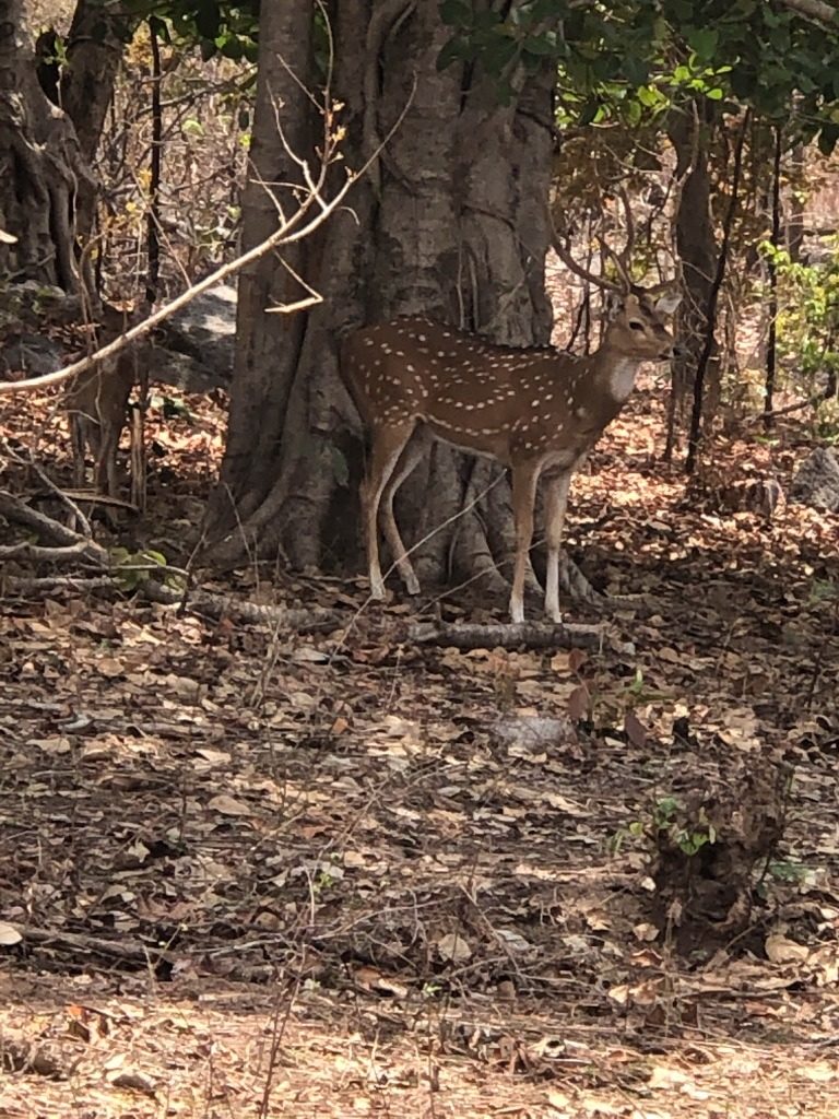 pugdundee-safaris-travelogue-kanha-diaries-spotteddeer