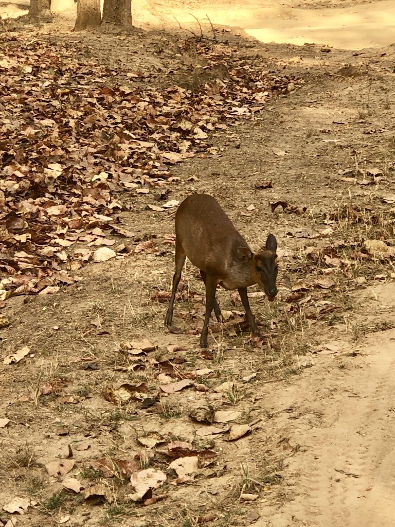 pugdundee-safaris-travelogue-kanha-diaries-barkingdeer