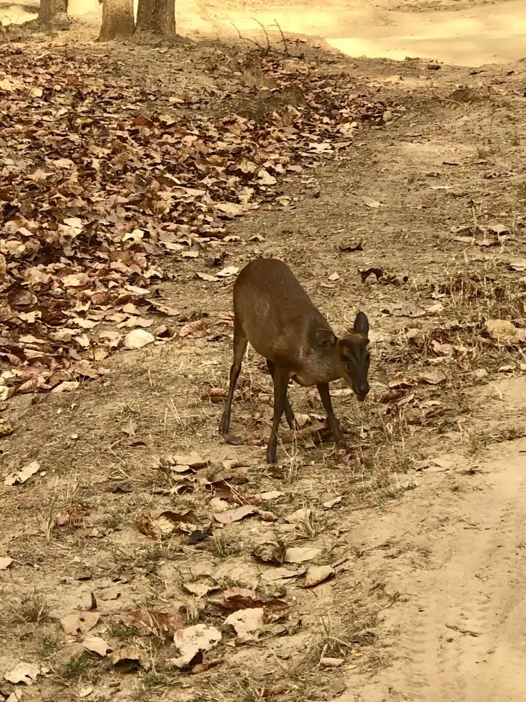 pugdundee-safaris-travelogue-kanha-diaries-barkingdeer