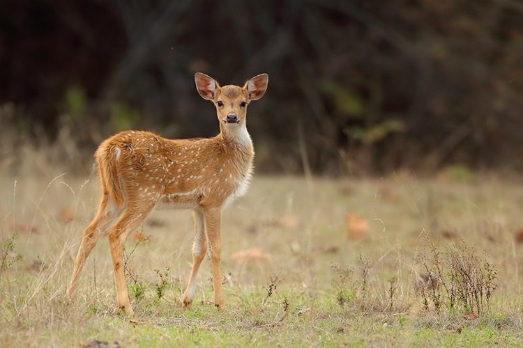 Activities In Pench