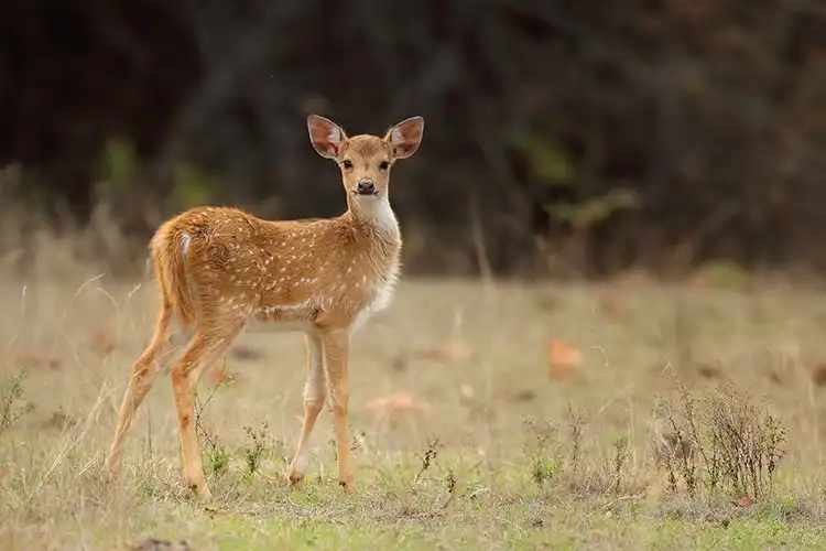 Activities In Pench